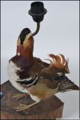 A stunning taxidermy example of a mandar