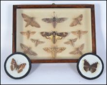 An Edwardian collection of framed and glazed taxidermy moths possibly British,