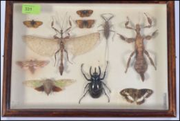 A collection of Edwardian taxidermy insects, all being mounted in a wooden glazed display case,