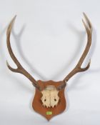 A large pair of deer antlers with skull mounted to a large mahogany plinth,
