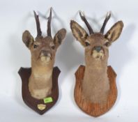 Taxidermy - A mounted young deers head raised on oak armorial plinth with ivorine plaque -