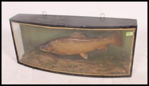 A good Victorian bow front glass cased taxidermy trou set in a naturlistic ground.