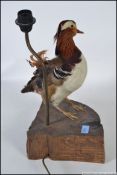 A stunning taxidermy example of a mandarin duck raised on a wooden chunky plinth with table lamp