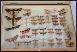 A collection of taxidermy British moths from the early part of the 20th century,