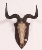 A Victorian Irish wall mounted taxidermy skull of an Oxen having spectacular horns set to an