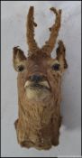 An early 20th century taxidermy head of a young male deer Measures: 46cm H.