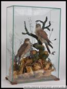 A stunning early 19th century taxidermy diorama of kestrel and a hobby.
