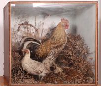 A stunning early 20th century cased taxidermy study of a Cockerel and a hen,