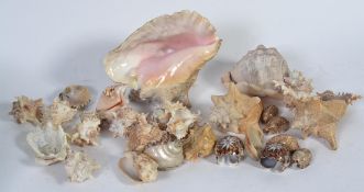 A collection of shells of varying forms and sizes to include shell napkin rings