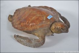 A Victorian 19th century taxidermy examp