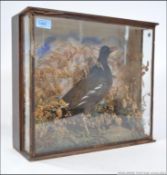 An early 20th century taxidermy example