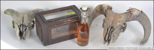 A Taxidermy example of a scorpion in case together with a millipede in bottle both being preserved