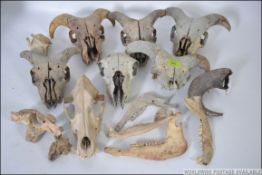 A collection of goat sculls to include rams with horns along with kid goat etc and possibly a dogs