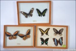 A collection of taxidermy studies of tropical butterflies all mounted within glazed display cases