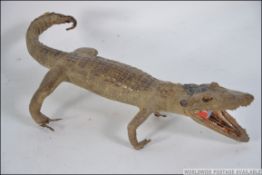 A vintage early 20th century taxidermy example of an Alligator,