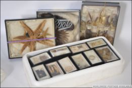 A fantastic collection of scientific water creature examples in scientific cases to include Sea