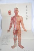 A collection of four Chinese Charts of Acupuncture Points and Meridians printed by Shanghai