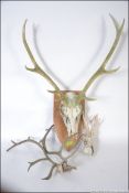 A taxidermy stag skull with eight point antlers mounted on an armorial shield along with a pair of