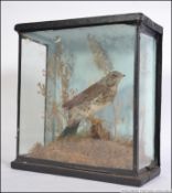 A taxidermy example of a Thrush songbird