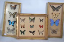 A collection of three framed and glazed taxidermy mounted tropical butterflies of various sorts