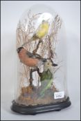 A 19th / 20th century taxidermy diorama of birds in a glass dome on naturalistic plinth to include