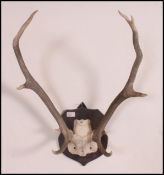 A taxidermy example of a stags head with nine point antlers,