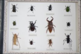 A framed and mounted taxidermy collection of beetles,