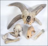 An example of a Jacob Four-Horned Sheep skull along with a dog / badger skull , a large bird skull ,