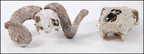 A 20th century stunning large rams ( goat )scull with curled horns together with a large cows head