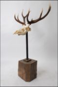 A large mounted plinth base set of stag antlers.