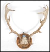A taxidermy 18 point Stag Fallow deer antlers on cut frontlet mounted on an oak armorial shield