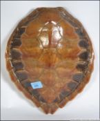 A good example of an early 20th century taxidermy turtle shell.