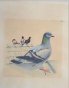 SEAN MILNE watercolour.