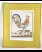 A framed and glazed hand coloured lithograph titled ' Coq ' of a French Cockerell in a proud pose.