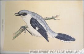 A collection of early 20th century loose hand painted lithograph prints - birds to include many