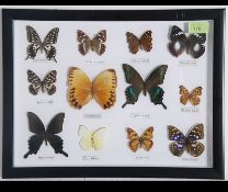 A 20th century framed and glazed taxidermy butterfly collection consisting of various different