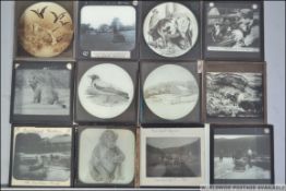 Magic Lantern Slides - Animals and Birds,