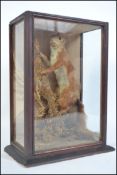 A 19th century cased Victorian taxidermy example of a red squirrel being set on a naturalistic