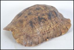 A late 19th century / early 20th century taxidermy tortoise shell, being strung ready to hang.