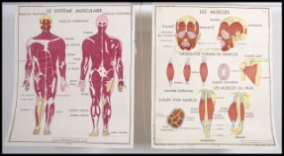 A pair of retro mid century school / industrial French double sided anatomical medical posters by '