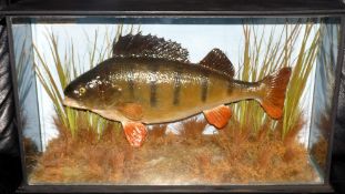 CASED FISH: Preserved Perch by J.E. Shelbourne, Braunstone, in flat front picture showcase, 21