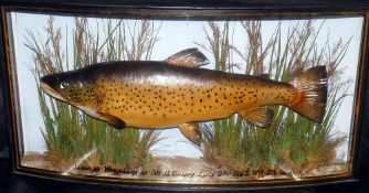 CASED FISH: Preserved Trout by Cooper in bow front gilt lined gilt written case, 29