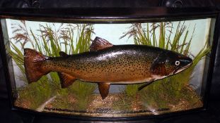 CASED FISH: Fine Cooper preserved Trout in glazed bow front gilt lined case, green backboard, Cooper