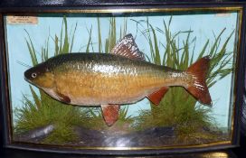 CASED FISH: Preserved Roach by Cooper Radnor St., London in bow front gilt lined case, 19