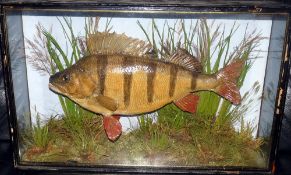 CASED FISH: Preserved large Perch by J Cooper Radnor St., London in gilt lined flat front case, 22