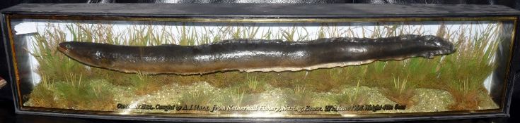 CASED FISH: Rare preserved Common Eel by AJ Hall Romford in gilt lined bow front case, 45