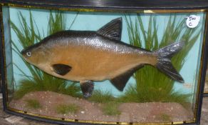 CASED FISH: Preserved Bream by J Cooper & Son, Radnor St., London in gilt lined bow front case, 26