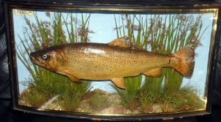 CASED FISH: Preserved Trout by J Cooper Radnor St., London in gilt lined bow front case, 25