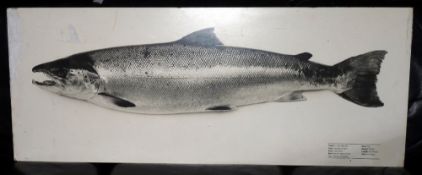 PRINT ON BOARD: Print on wood board depicting salmon, printed legend 