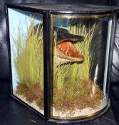 CASED FISH: Preserved Pike's head in bow front gilt lined Victorian style case, 13
